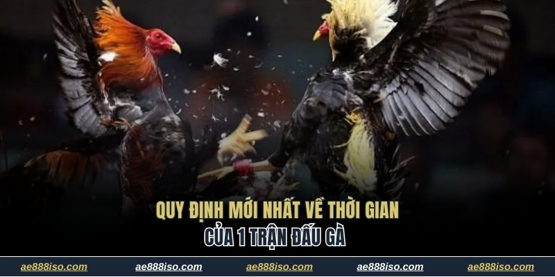 Quy định mới nhất về thời gian của 1 trận đấu gà